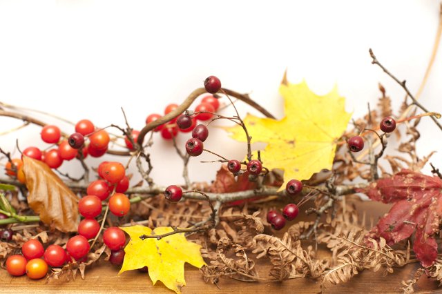 a display of autumn berries, leaves and foliage