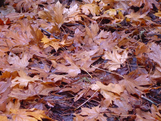 seasonal halloween background of golden brown autumn leaves
