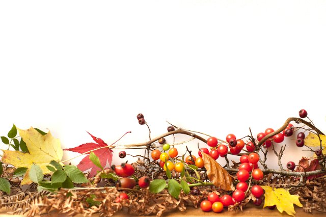 Autumn Halloween still life of leaves and berries forming a border on a white background with copyspace for your seasonal message