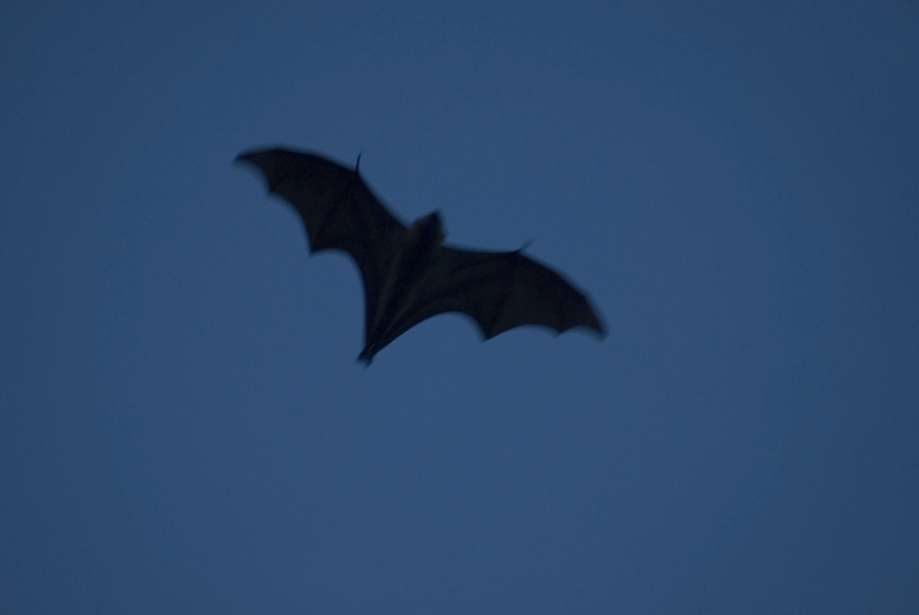 Image of bat at dusk | CreepyHalloweenImages