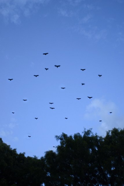 a cloud flying black bats