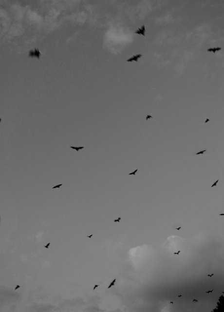 a cloud of flying black bats in the dusk sky