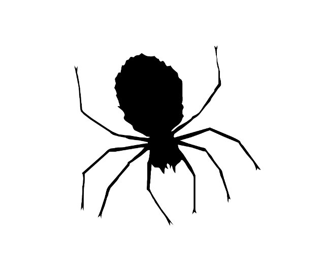 a black spider illustration on a white backdrop