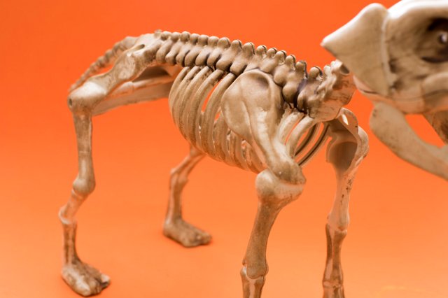 body and legs of a halloween dog skeleton ornament with an orange background