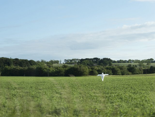 Agricultural field with a white scarecrow to frighten away the crows from a ripening crop in a rural landscape with copy space