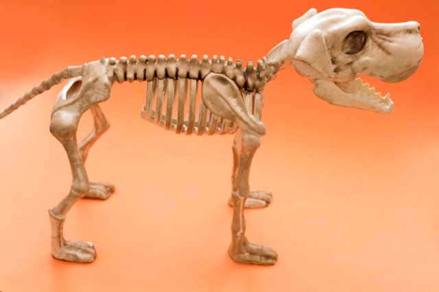 a canine halloween skeleton decoration on an orange backdrop