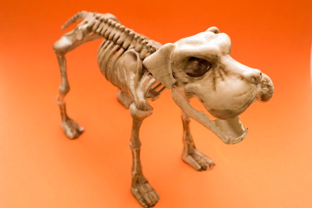 a halloween dog ornament with boney mouth open on orange background