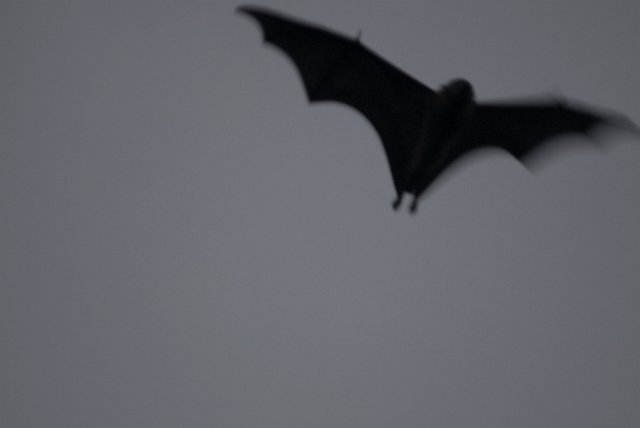 flying black bat silhouetted in the twilight sky