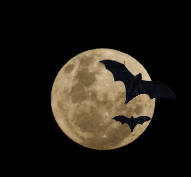 full moon black sky and two bats