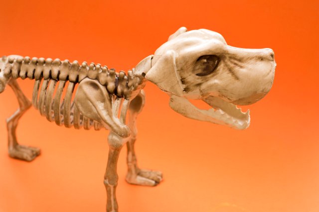 a halloween dog skeleton ornament on an orange background