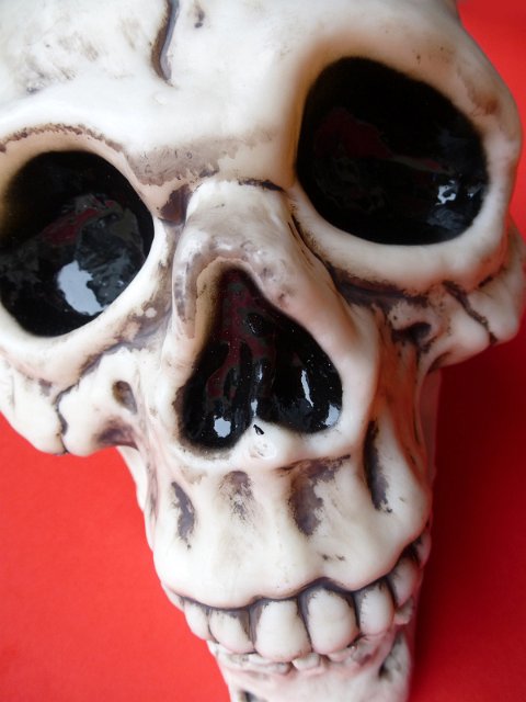Close up on the face of a toy human skull with empty eye sockets on a red background for Halloween